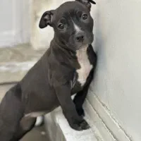 سگ اصیل از نژاد|سگ|دورود, |دیوار