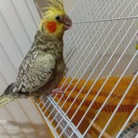 دوعدد عروس به همراه جوجه|پرنده|خوانسار, |دیوار