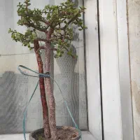 گل ناز،بیدی،بن سای ،کاکتوس صخره،آلوئه ورا|گل و گیاه طبیعی|تهران, کرمان|دیوار