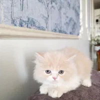 دو عدد گربه ی ناز پرشین دو ماهه
