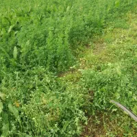 یونجه خرمنکوب بدون یک زره علف داخل گونی