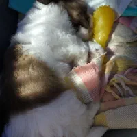 واگذاری توله شیتسو نر|سگ|ساری, |دیوار