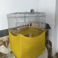 عروس هلندی مفت