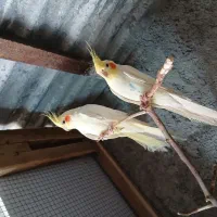 عروس هلندی