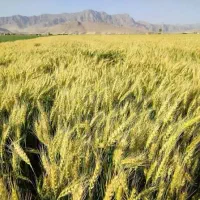 گندم دانش ، دو گونی