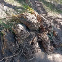 پاجوش|گل و گیاه طبیعی|گنبکی, |دیوار