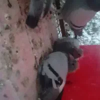 کبوتر مسافتی پلاکی نشسته