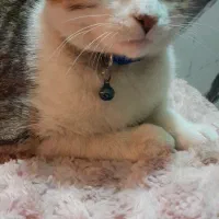 واگذاری دوتا گربه نر