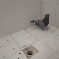 کفتر حسابی فروشی