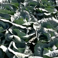 برگ کلم پیچ