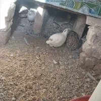 بلدرچین