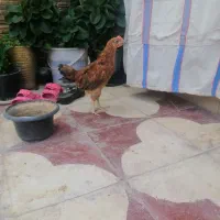 5 عدد جوجه مرغ و خروس