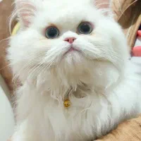 گربه پرشین نر
