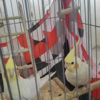 پرنده|پرنده|استهبان, |دیوار