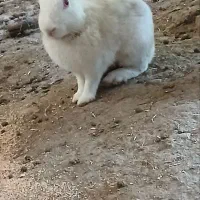 خرگوش نر و ماده سالم
