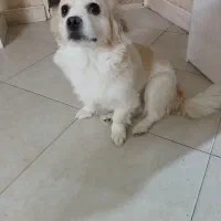 سگ پامر اسپیتز