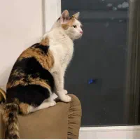 واگذاری حیوان خانگی «پوپک»|گربه|قم, شهرک قدس|دیوار