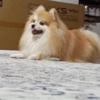 سگ پامرانین|سگ|نورآباد ممسنی, |دیوار