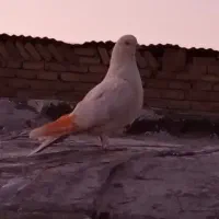 کبوتر|پرنده|بروجرد, |دیوار