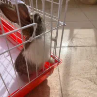 خرگوش ناز کوچولو نر هستش