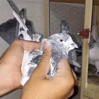 کاشانی پرشی|پرنده|مسجد سلیمان, |دیوار