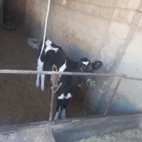 گوساله ماده|حیوانات مزرعه|مشهد, کلاکوب|دیوار