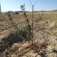 نهال بادام دو ساله تنو پیوندی درجه یک|خدمات باغبانی و درختکاری|تبریز, |دیوار