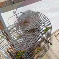 عروس هلندی سهره خاکی