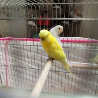 یک عدد مرغ عشق نر خوشگل توی باش بابند خوشگل هست