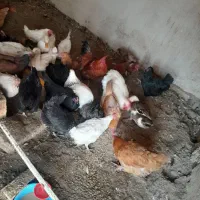 مرغ  محلی|حیوانات مزرعه|شبستر, |دیوار