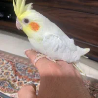 عروس هلندی وکوتوله بریزیلی|پرنده|گلبهار, شهر جدید گلبهار|دیوار