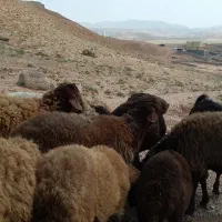 بره نر همو