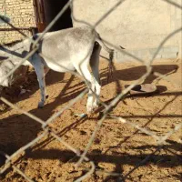 الاغ فروشی|حیوانات مزرعه|آران و بیدگل, |دیوار