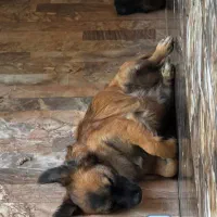 سگ ژرمن اشتپیز نژاد اصلی