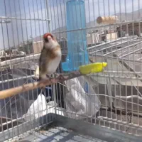 سهره چونه سفید روباهی نر مست