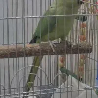 ملنگو دو عدد ماده و یک نر|پرنده|سنندج, |دیوار