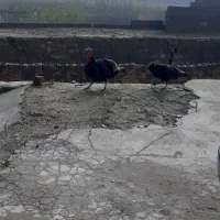 بوقلمون نر وماده