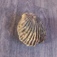 فسیل صدف فوق قدیمی