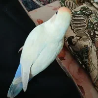 گمشده مژدگانی داره