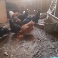 خروس سیاه