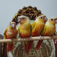 طوطی شاه سنگال خورشیدی مولد راهب ماده جوجه ردچیک