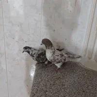 یک بوم کفتر اتیقه