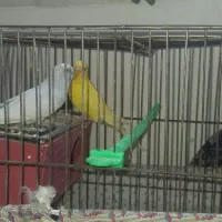 مرغ عشق|پرنده|مشهد, شهید آوینی|دیوار