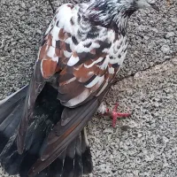 کبوترر|پرنده|شفت, |دیوار