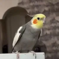 عروس هلندی سخنگو