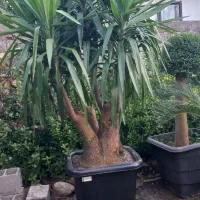 یوکا بنسای گلدون گرد سایز ۵۶ریشه دار|گل و گیاه طبیعی|نشتارود, |دیوار