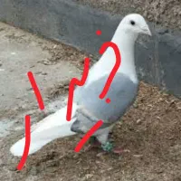 کبوتر دوکت آلمانی نر