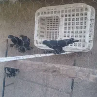 کبوتر|پرنده|تبریز, |دیوار