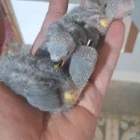 جوجه سرلاکی طوطی برزیلی یا کوتوله مرودشت|پرنده|مرودشت, ژیان|دیوار