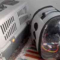 نژاد گربه اسکاتیش فولد|گربه|قرچک, باقرآباد|دیوار